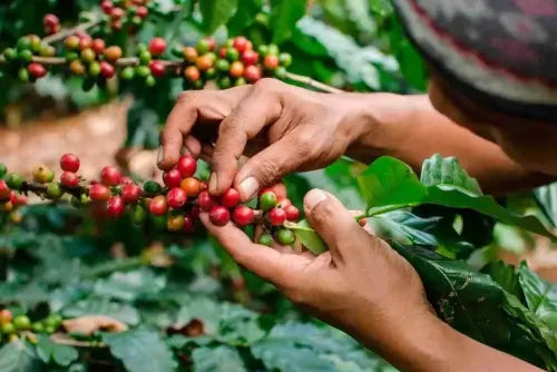 Cafés fermentados y lujo regenerativo: Así será el café en 2026
